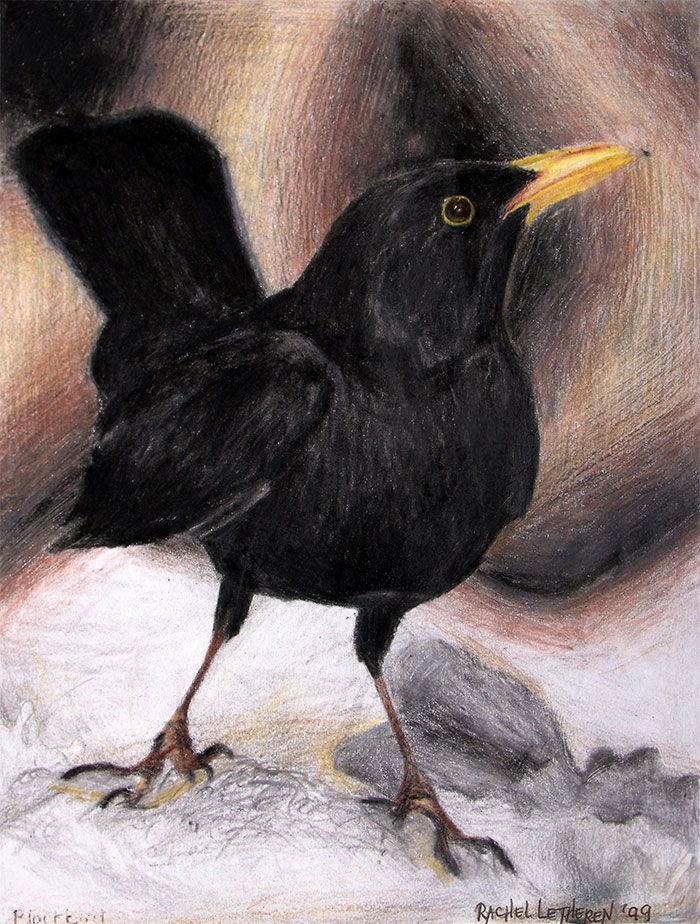 Blackbird illustration created with colour pencils in black, brown, white and yellow
