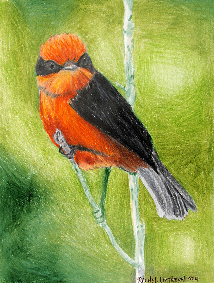 Vermillion Flycatcher illustration created with colour pencils in black, orange and green