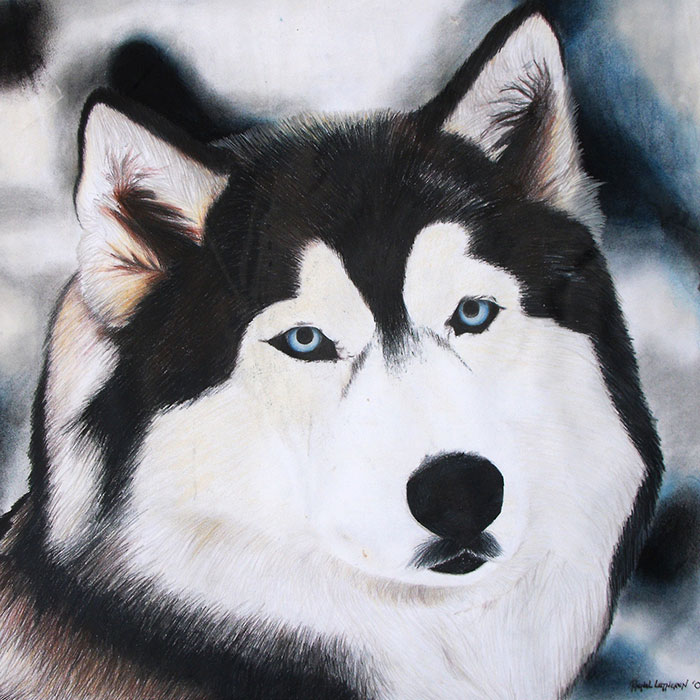 Husky illustration created with colour pencils and soft pastels in black, white, brown and blue