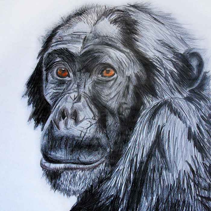 Chimpanzee illustration created with colour pencils in black, brown and orange