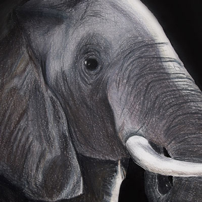 Clickable thumbnail for wildlife illustrations